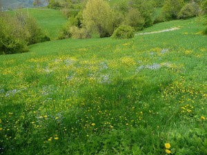 L’AULA VERDE:IMMERSI NELLA NATURA