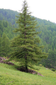 GLI ALBERI E IL BOSCO