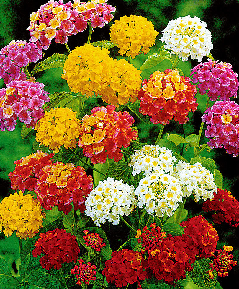 lantana